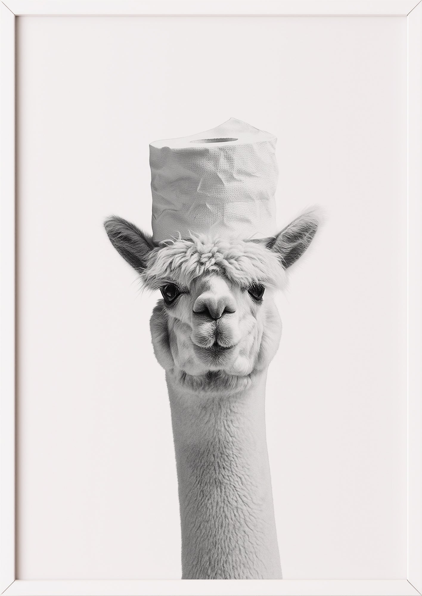 Alpaka Poster mit Klopapier im weißen Rahmen