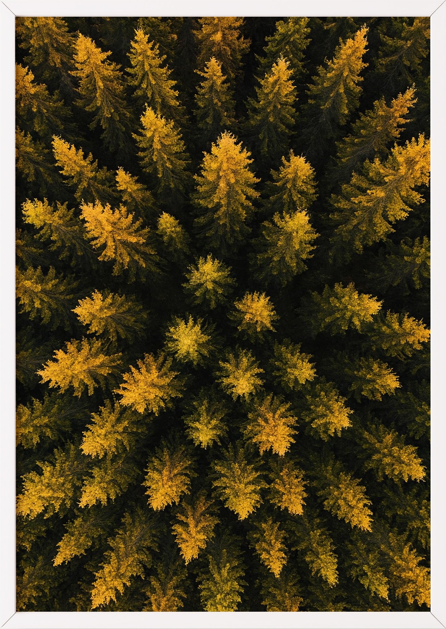 Poster Wald Von Oben – Baumkronen im weißen Holzrahmen