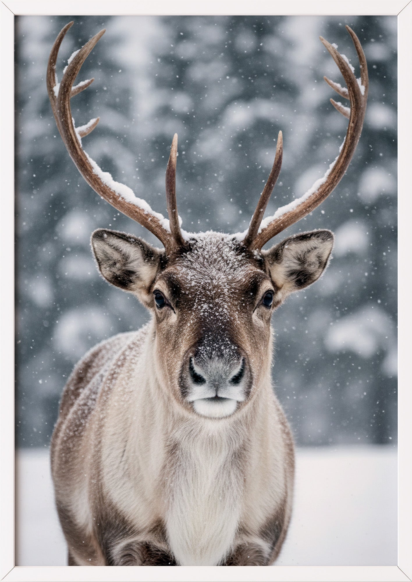 Poster Rentier im Schnee Nahaufnahme im weißen Rahmen