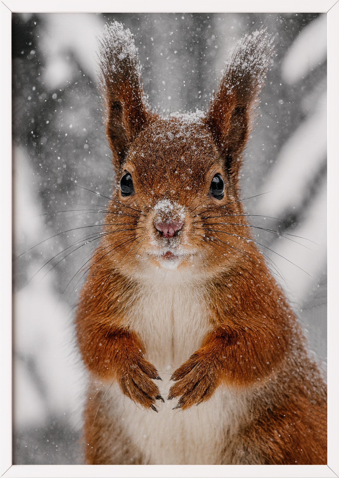 Poster Eichhörnchen im Schnee Nahaufnahme im weißen Rahmen