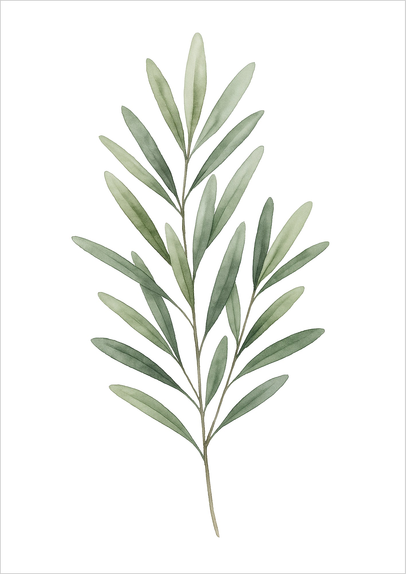 Olivenzweig Aquarell Illustration freigestellt auf weißem Hintergrund