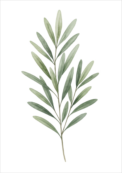 Olivenzweig Aquarell Illustration freigestellt auf weißem Hintergrund