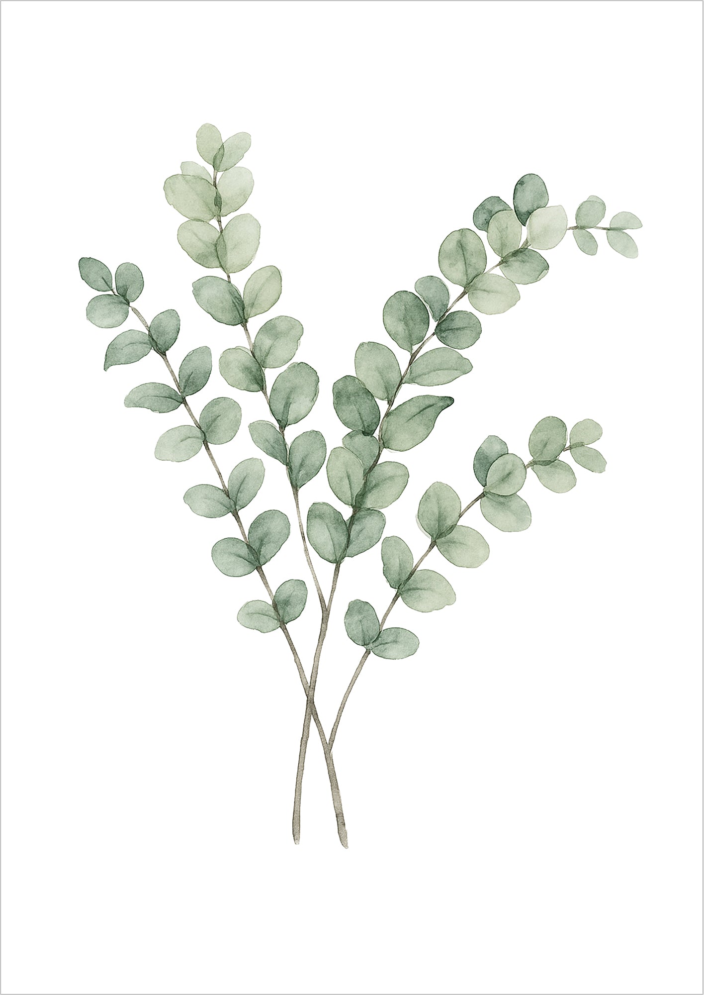 Eukalyptus Zweig Aquarell Illustration freigestellt auf weißem Hintergrund