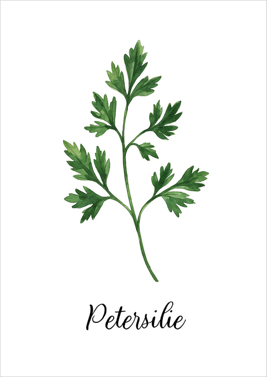 Aquarellillustration eines Petersilienzweigs freigestellt auf weißem Hintergrund