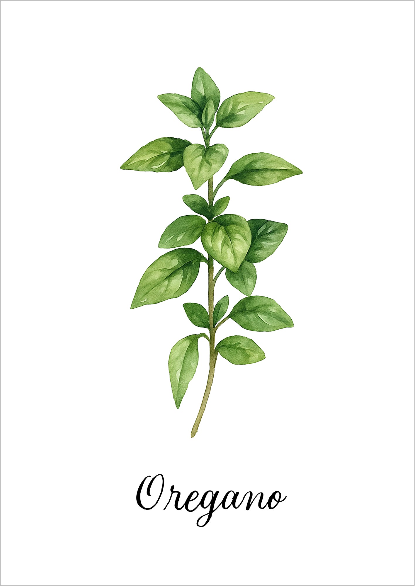 Aquarellillustration eines Oreganostrangs freigestellt auf weißem Hintergrund