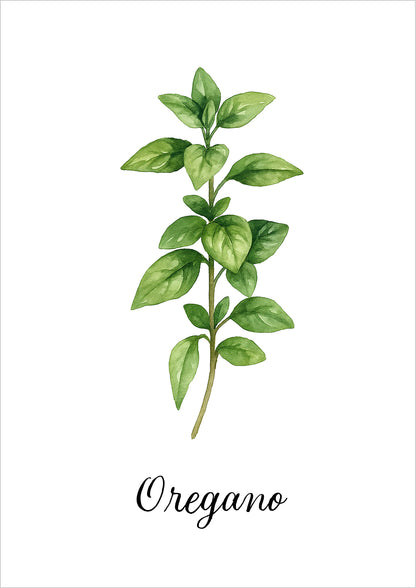 Aquarellillustration eines Oreganostrangs freigestellt auf weißem Hintergrund