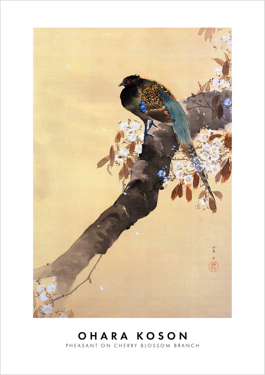 Pheasant on Cherry Blossom Branch von Ohara Koson als Poster, freigestellt auf weißem Hintergrund