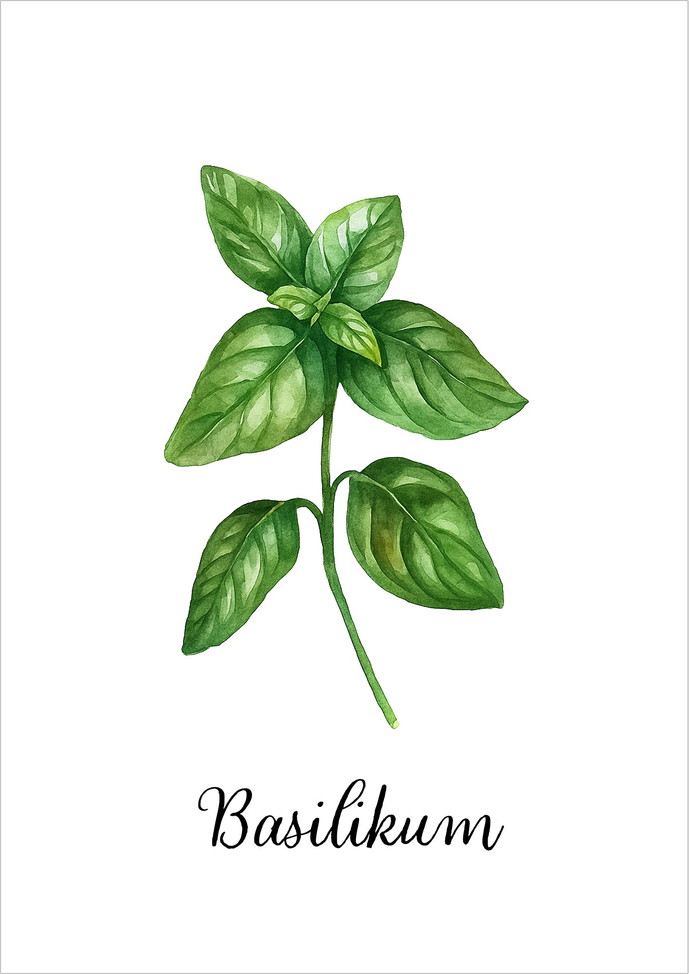 Aquarellillustration eines Basilikumzweigs freigestellt auf weißem Hintergrund