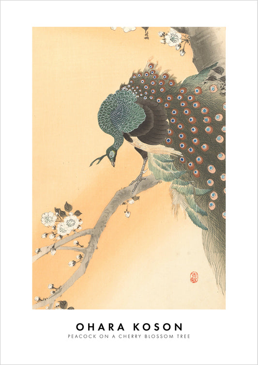 Peacock on a Cherry Blossom Tree von Ohara Koson als Poster, freigestellt auf weißem Hintergrund