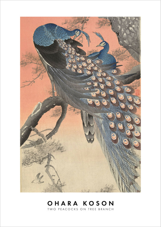 Two Peacocks on Tree Branch von Ohara Koson als Poster, freigestellt auf weißem Hintergrund