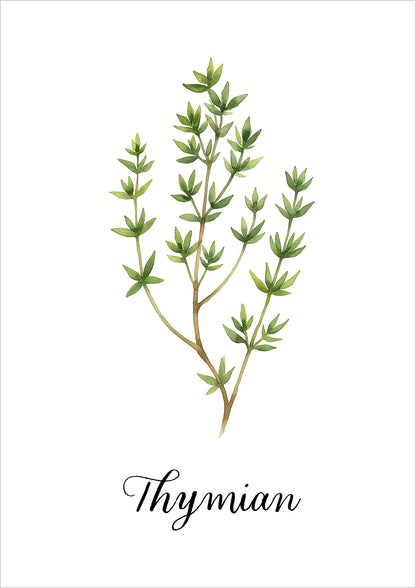 Feine Aquarellzeichnung eines Thymianzweigs mit kleinen grünen Blättern auf Weiß mit Schriftzug