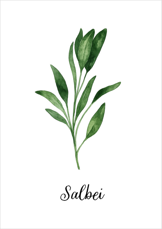 Illustration eines kräftigen Salbeizweigs in Aquarelltechnik mit kalligrafischem Schriftzug