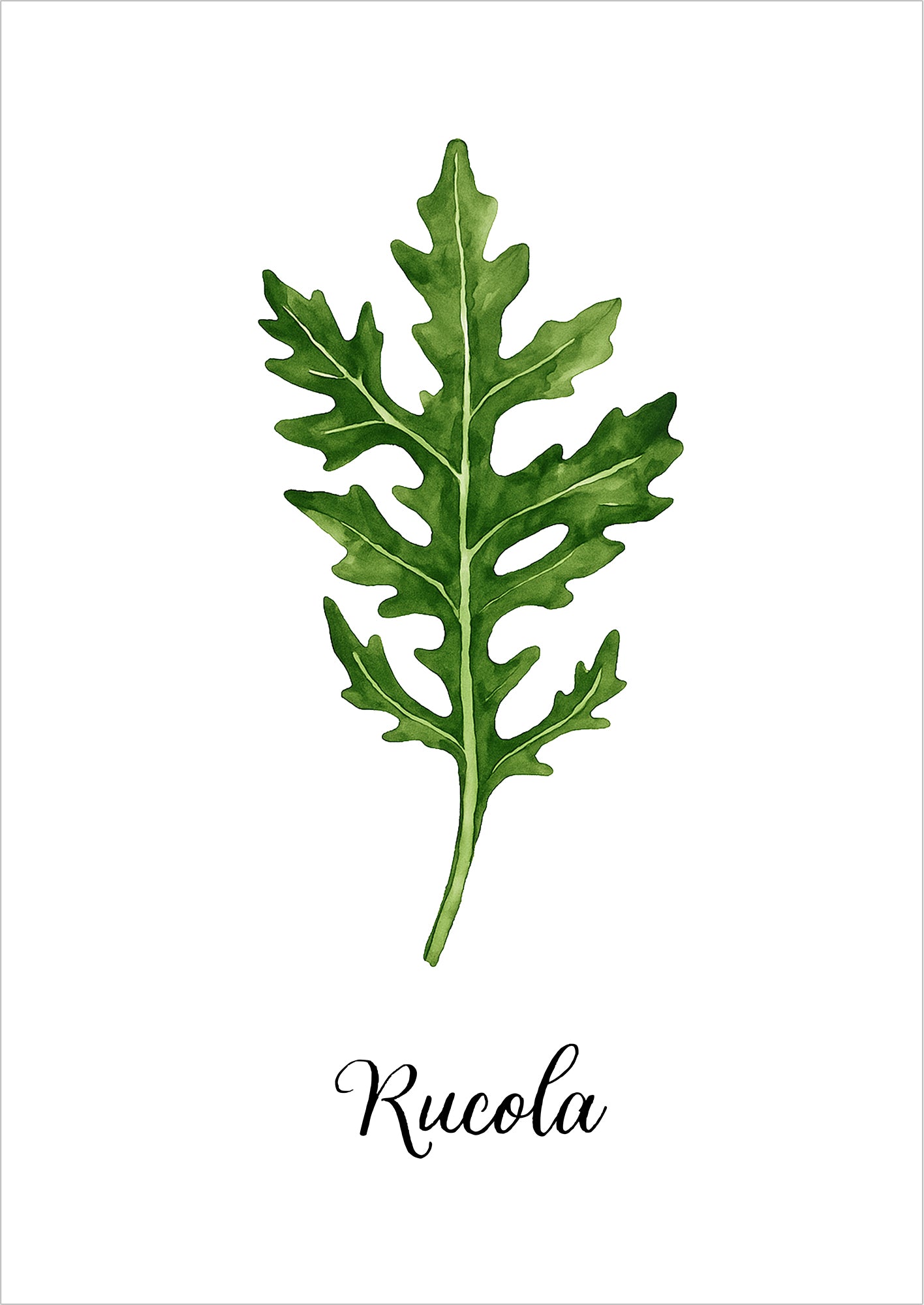 Einzelnes Rucolablatt in Aquarell auf weißem Grund mit typografischem Schriftzug