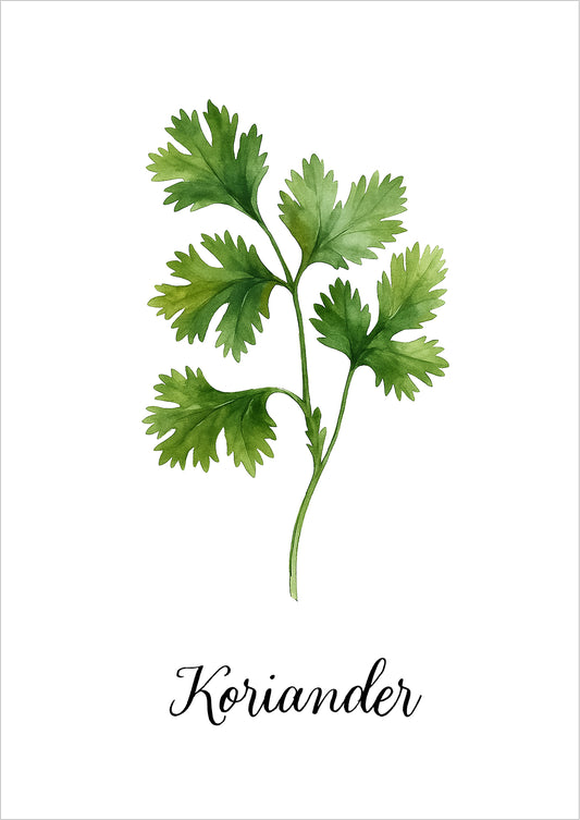 Korianderzweig mit gezackten Blättern als Aquarell auf weißem Hintergrund mit Schriftzug