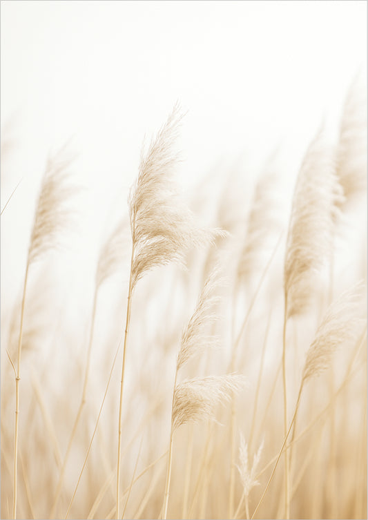 Weiches Pampasgras im Wind auf hellem Hintergrund in Naturfarben fotografiert