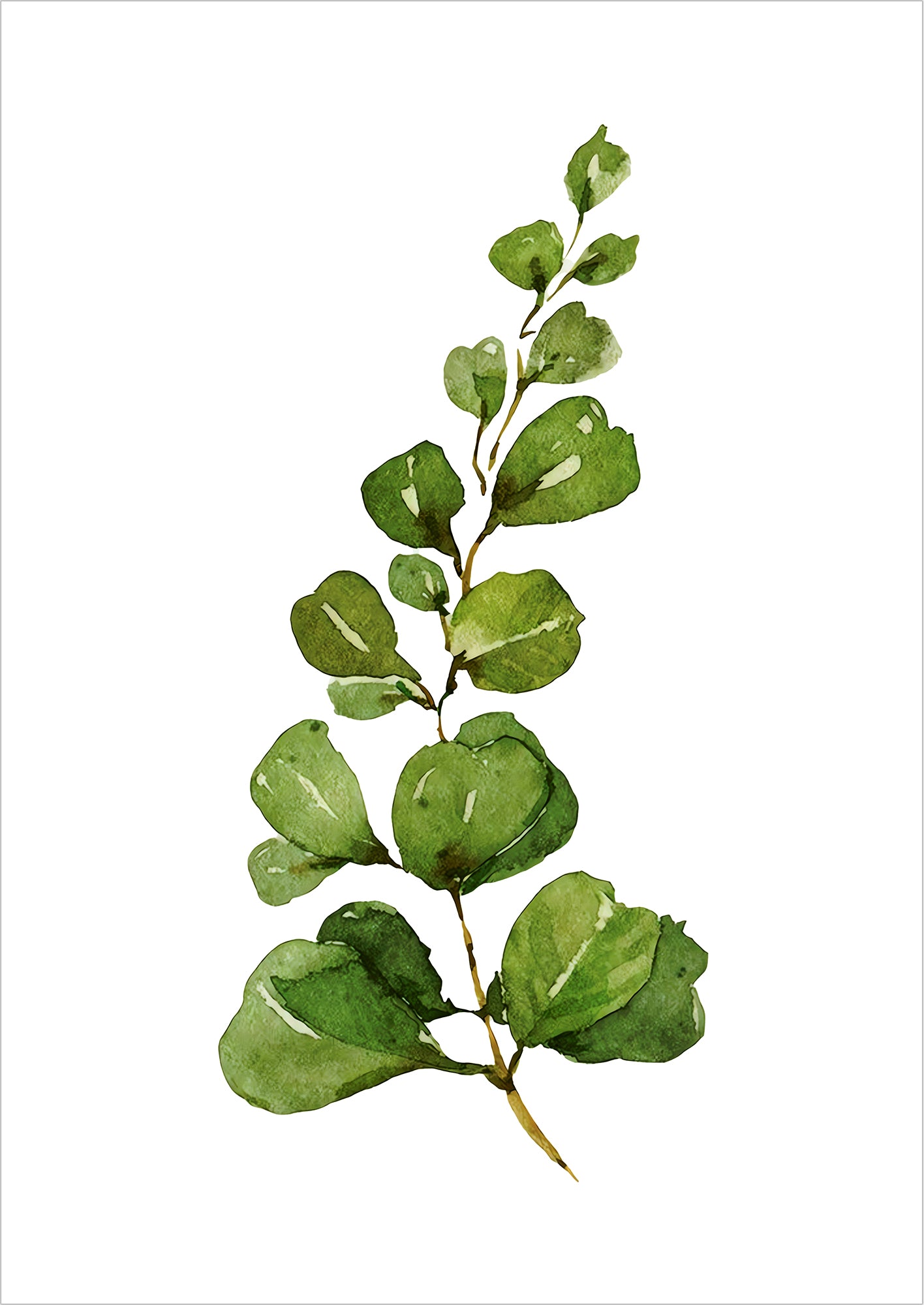 Wasserfarbene Illustration eines Eukalyptuszweigs freigestellt auf weißem Hintergrund