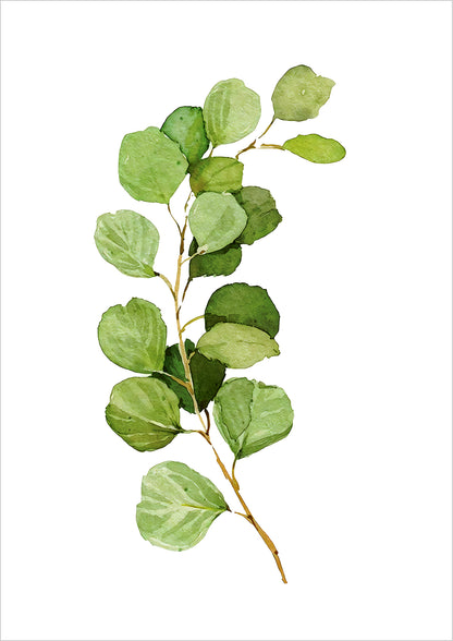 Wasserfarbene Illustration eines Silver Dollar Eukalyptuszweigs freigestellt auf weißem Hintergrund