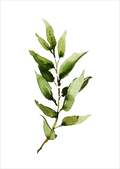 Wasserfarbene Illustration eines schmalblättrigen Zweigs freigestellt auf weißem Hintergrund