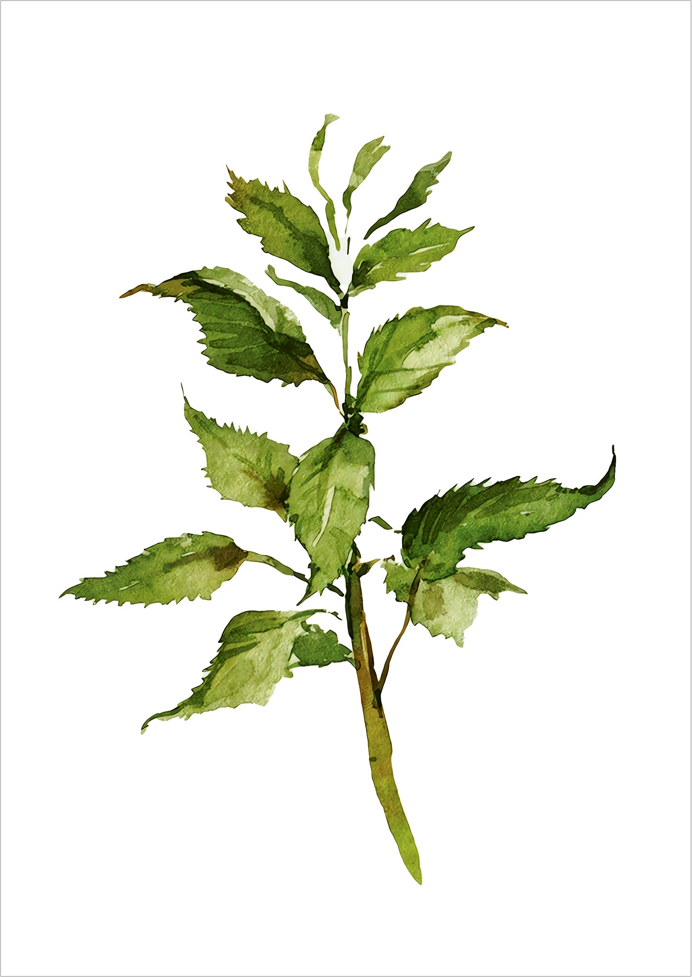 Illustration eines Aquarellzweigs mit gezackten Blättern freigestellt auf weißem Hintergrund