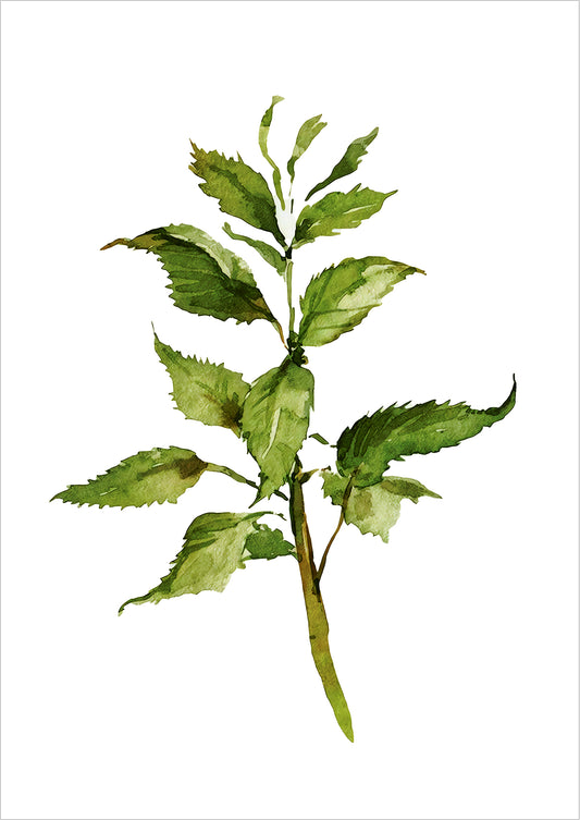 Illustration eines Aquarellzweigs mit gezackten Blättern freigestellt auf weißem Hintergrund