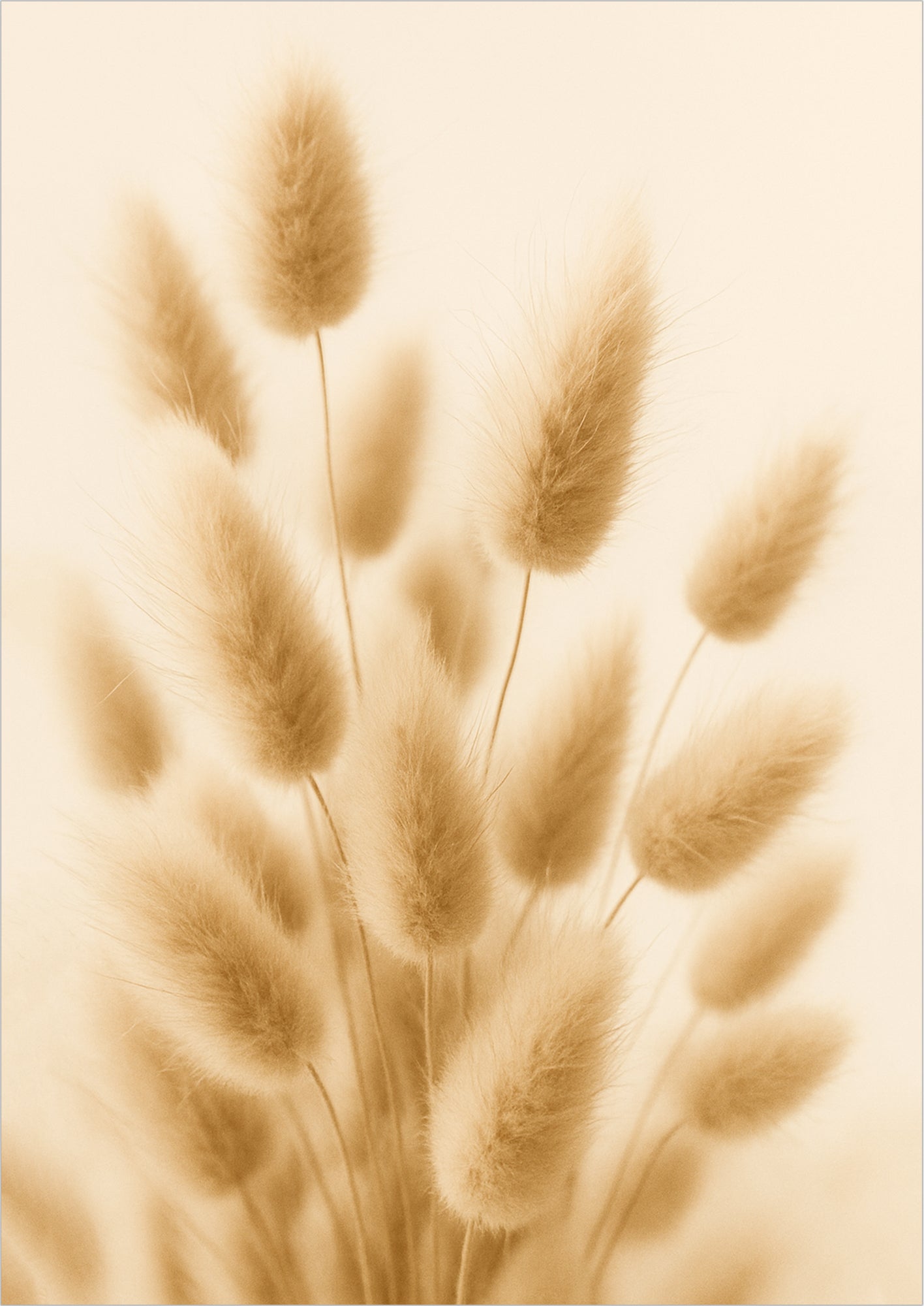 Sanft verschwommene Trockenblumen im Fokus, stilvoll in Sepiatönen gehalten