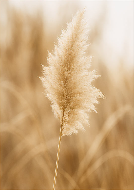 Stilisiertes Pampasgras im Fokus mit weichem Hintergrund