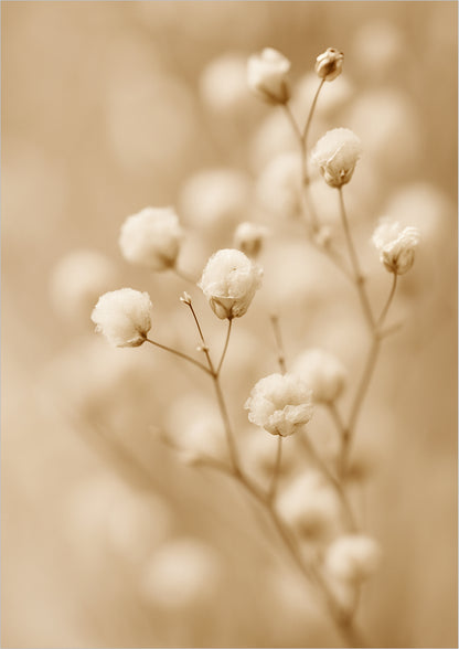 Zartes Schleierkraut auf hellem Hintergrund in sepiafarbener Ausführung