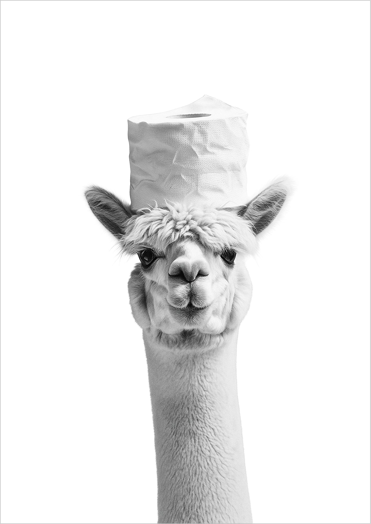 Alpaka mit Klopapier auf Kopf freigestellt