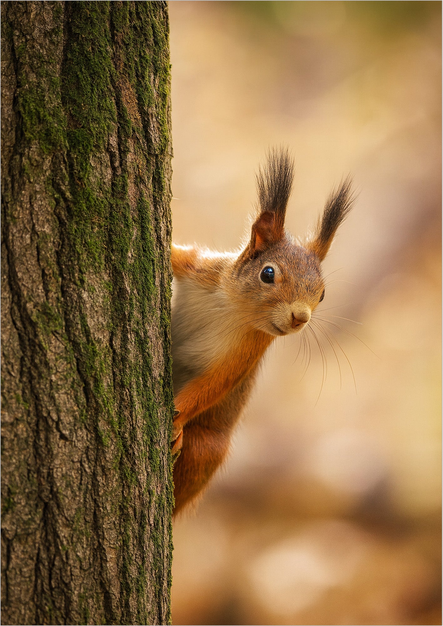 Poster Eichhörnchen Am Baum freigestellt