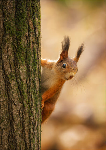 Poster Eichhörnchen Am Baum freigestellt