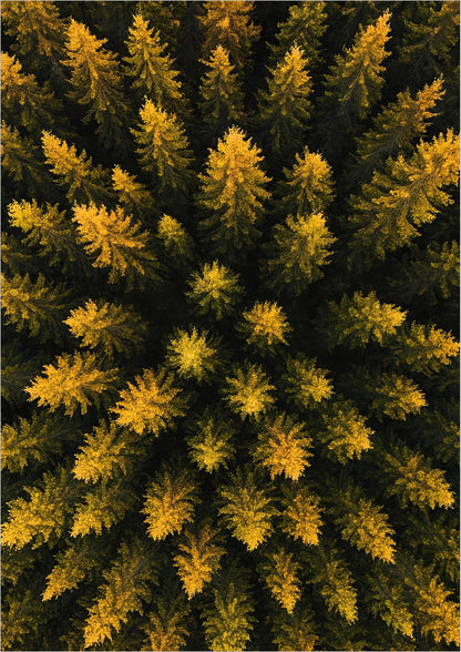 Poster Wald Von Oben – Baumkronen freigestellt