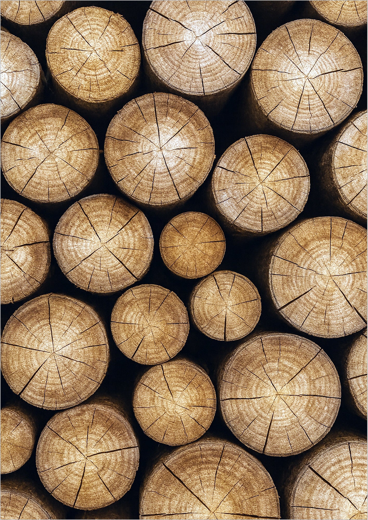 Poster Baumstämme freigestellt