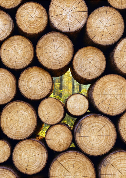 Poster Baumstämme im Herbst freigestellt