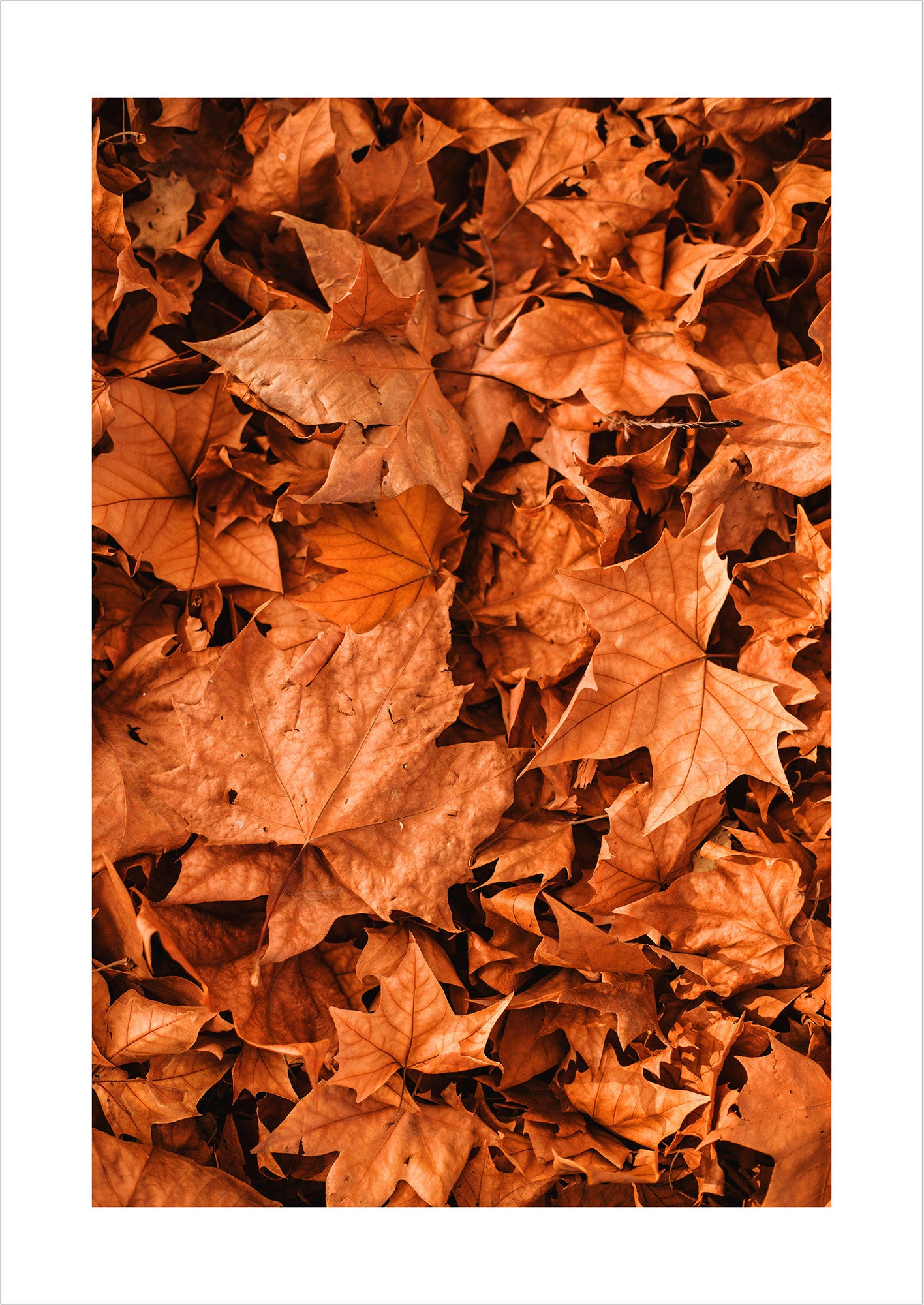 Poster Herbstblätter freigestellt