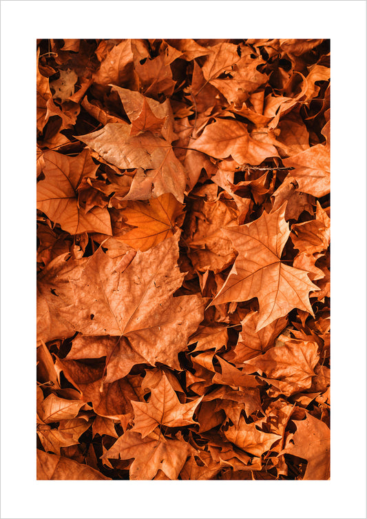 Poster Herbstblätter freigestellt