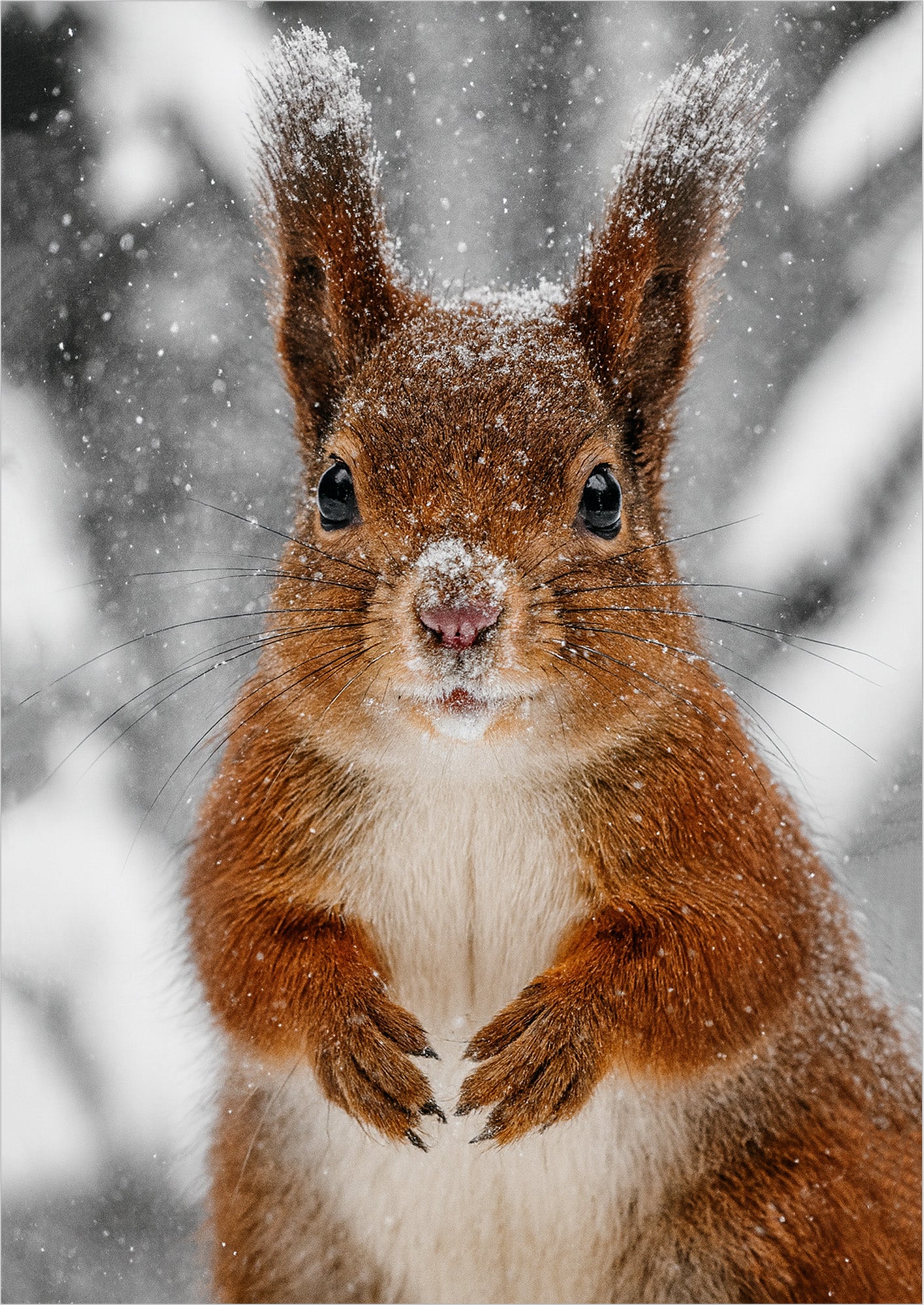 Poster Eichhörnchen im Schnee Nahaufnahme freigestellt