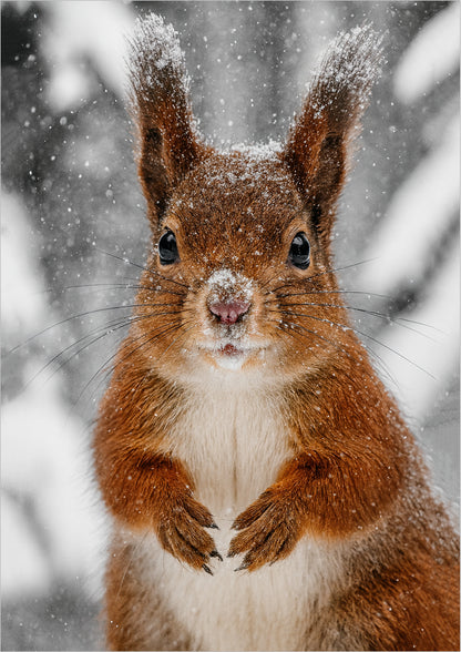 Poster Eichhörnchen im Schnee Nahaufnahme freigestellt