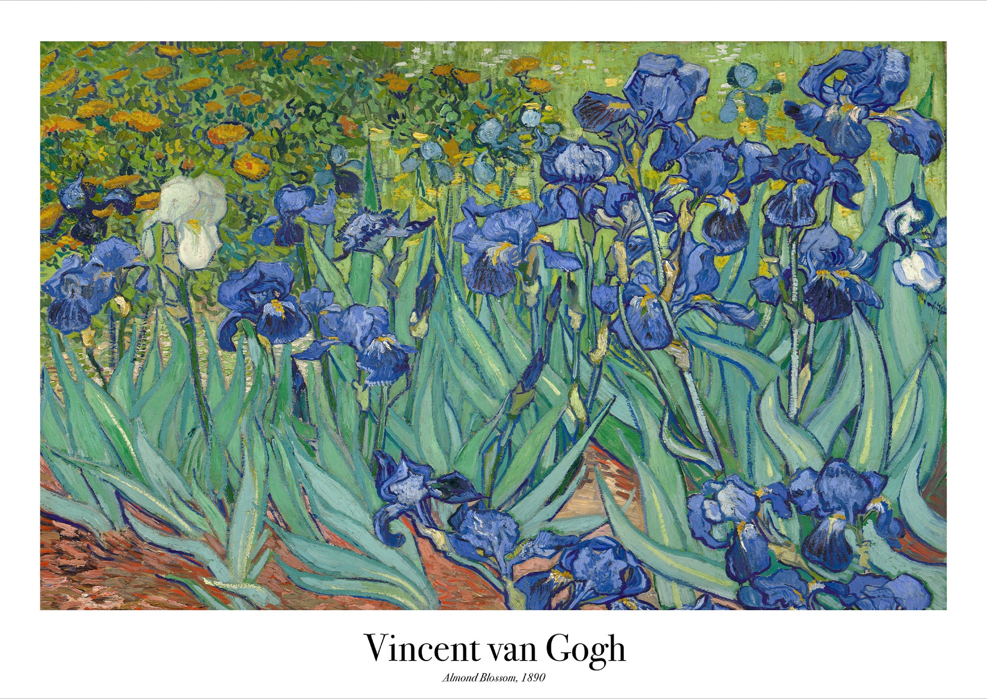 Vincent van Gogh – Irises als hochwertiges Poster auf weißem Hintergrund freigestellt