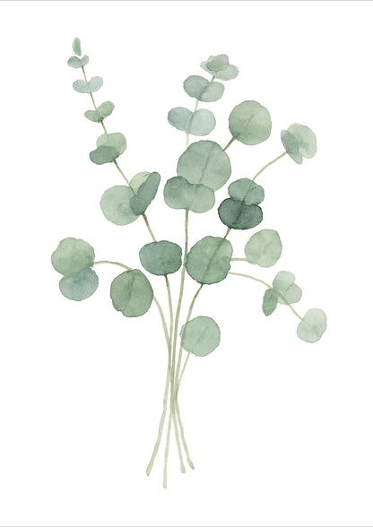 Zwei Eukalyptus Zweige Aquarell Illustration freigestellt auf weißem Hintergrund