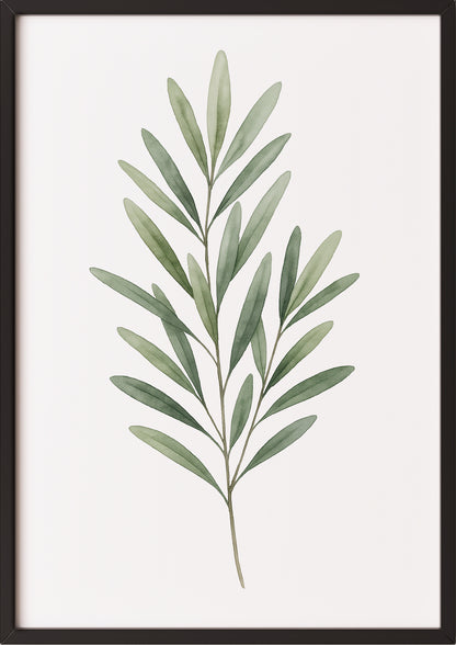 Olivenzweig Aquarell Poster im schwarzen Rahmen