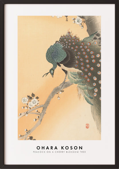 Frau hängt Peacock on a Cherry Blossom Tree von Ohara Koson als Poster in schwarzem Rahmen an die Wand