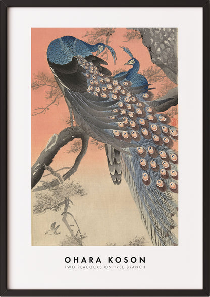 Frau hängt Two Peacocks on Tree Branch von Ohara Koson als Poster in schwarzem Rahmen an die Wand