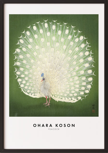 Frau hängt Peacock von Ohara Koson als Poster in schwarzem Rahmen an die Wand