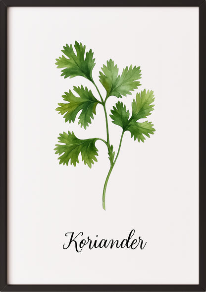 Korianderillustration als Kräuterposter mit schwarzem Rahmen, angelehnt an Wand