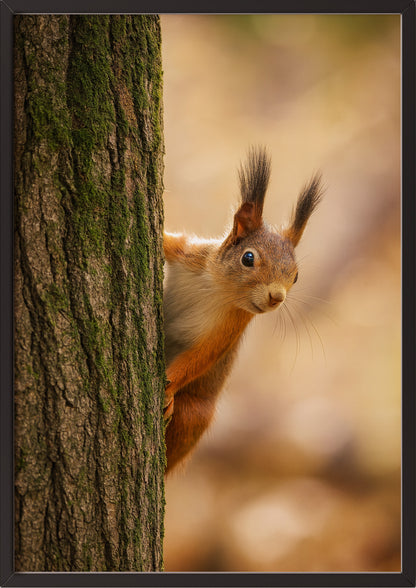 Poster Eichhörnchen Am Baum im schwarzen Holzrahmen