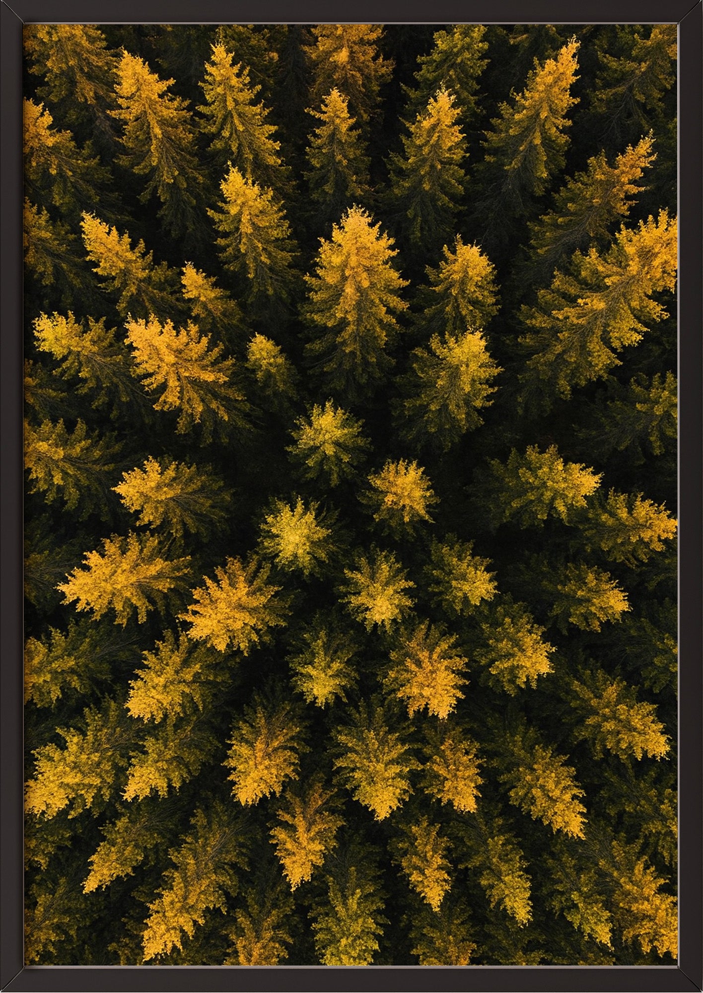 Poster Wald Von Oben – Baumkronen im schwarzen Holzrahmen