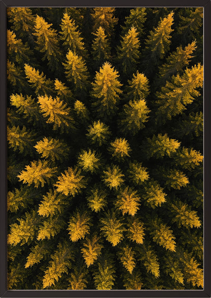 Poster Wald Von Oben – Baumkronen im schwarzen Holzrahmen