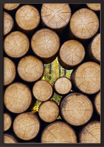 Poster Baumstämme im Herbst im schwarzen Holzrahmen