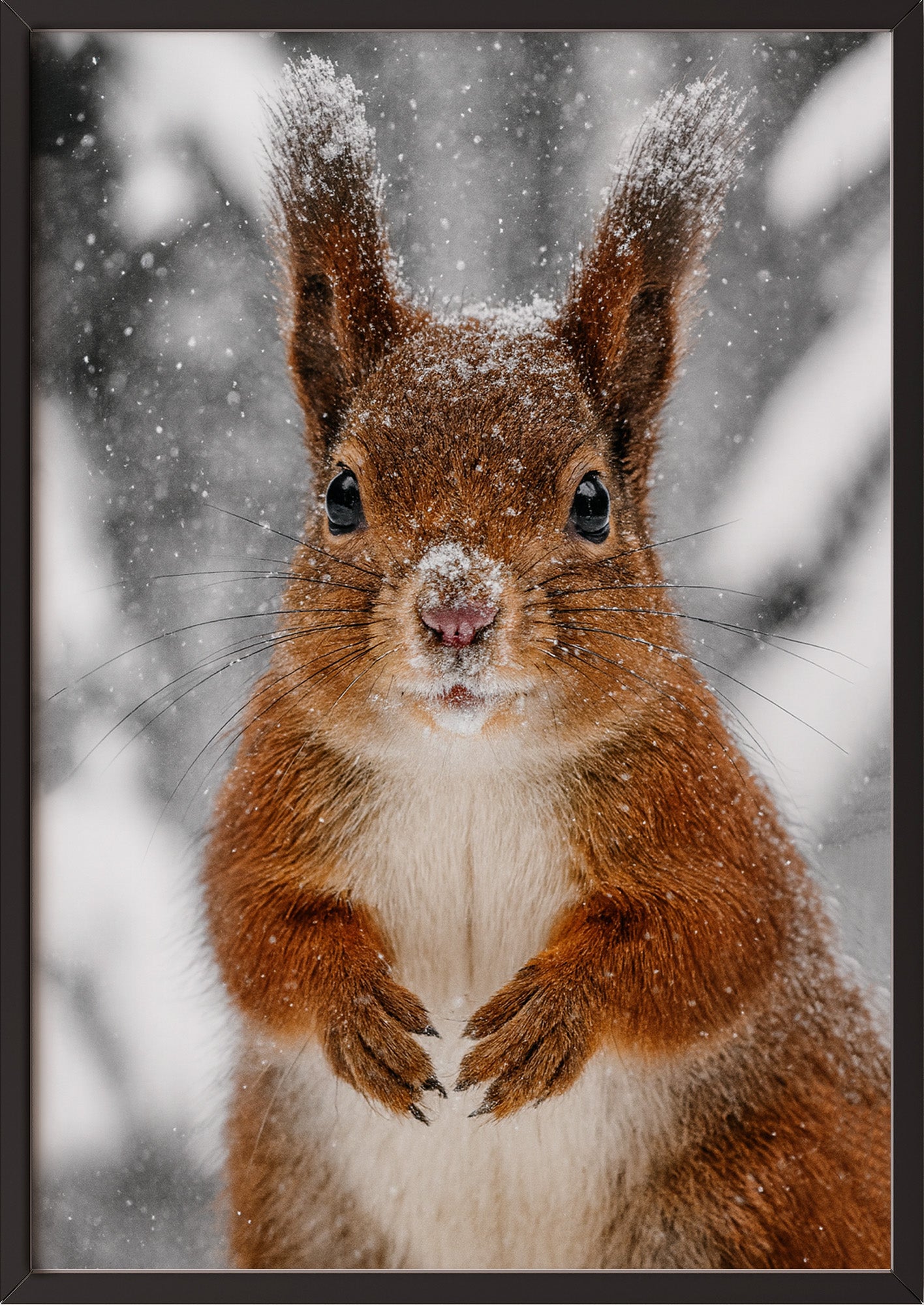Poster Eichhörnchen im Schnee Nahaufnahme im schwarzen Rahmen