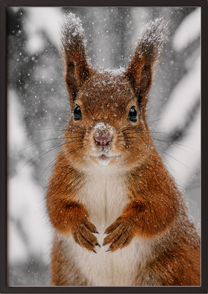 Poster Eichhörnchen im Schnee Nahaufnahme im schwarzen Rahmen